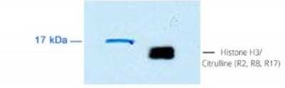 Western Blot: Histone H3 [Citrulline Arg17, Citrulline Arg2, Citrulline Arg8] Antibody [NB100-57135]